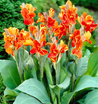 Canna Kanna Paciorecznik Carnaval pomarańczowa 3 szt.