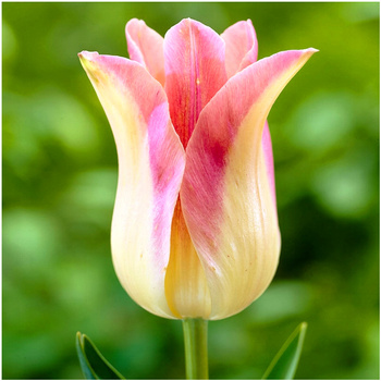 Tulipan Elegant Lady różowy 10 szt.