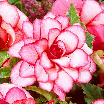 Begonia Podwójna Bouton De Rose 3 Szt.