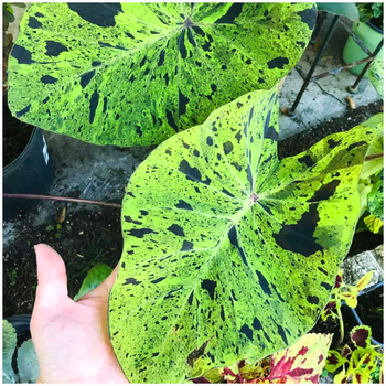 Kolokazja Colocasia Esculenta Mojito 3 szt.