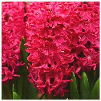 Hiacynt Czerwony Jan Bos 5 szt.