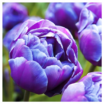 Tulipan Double Blue Diamond niebieski 10 szt.