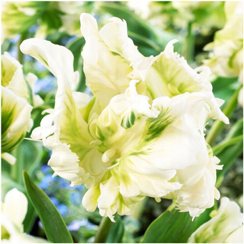 Tulipan papuzi Super Parrot 5 szt.