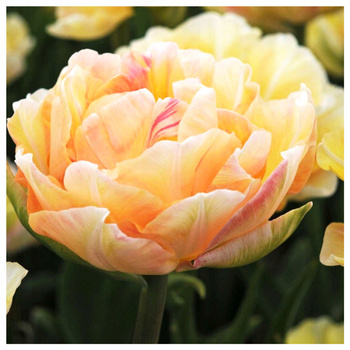 Tulipan Double Charming Lady kremowy 10 szt.