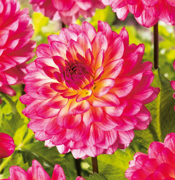 Dalia dekoracyjna Armateras różowo-żółta 3 szt.