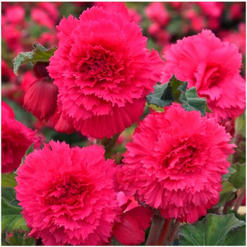 Begonia Strzępiasta Fimbriata Różowa Pink 3 szt.