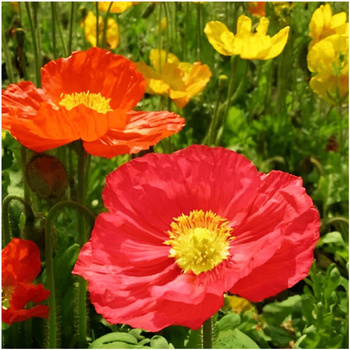 Mak Syberyjski mieszanka kolorów nasiona 0,3 g