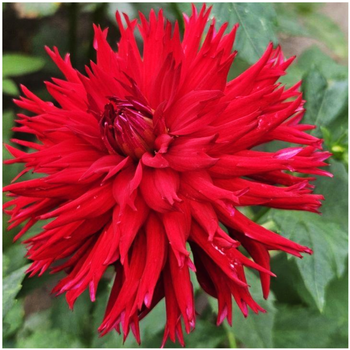 Dalia kaktusowa czerwona Apache 3 szt.