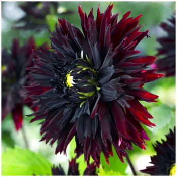 Dalia dekoracyjna Black Touch 3 szt.