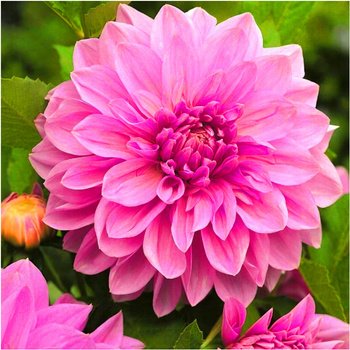 Dalia talerzowa Lavener Perfection różowa 3 szt.