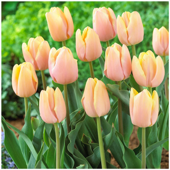 Tulipan Mango Charm brzoskwiniowy 10 szt.