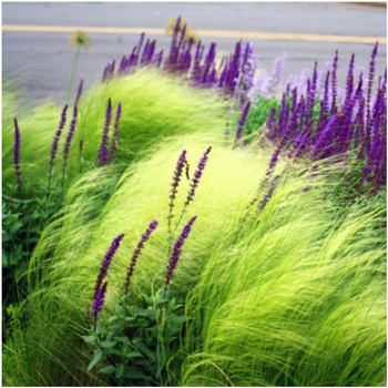 Ostnica Mocna Pony Tails 0,05 g