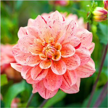 Dalia Dekoracyjna Nonette 1 szt.