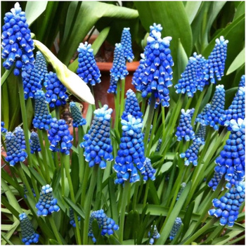 Muscari Szafirek niebieski Blue Magic 50 szt.