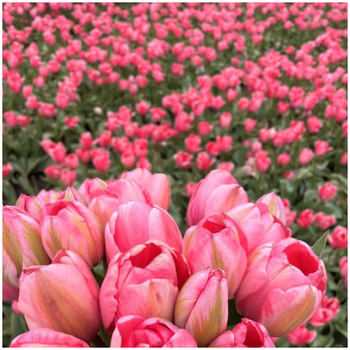 Tulipan Design Impression 10 szt.