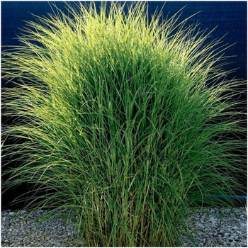 Miskant chiński nasiona 0,05 g