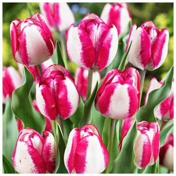 Tulipan Hotpants biało-różowy 10 szt.