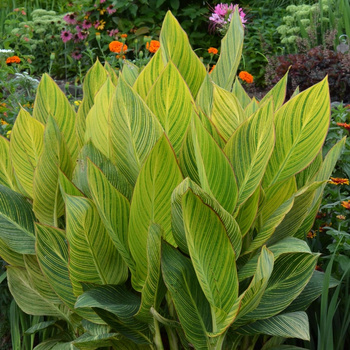 Canna Kanna Paskowana Pretoria Paciorecznik 1 szt.