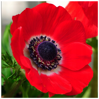 Zawilec Hollandia Anemone Czerwony Cebulki 10 Szt.