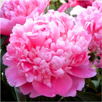 Peonia piwonia Monsieur Double różowa 3 szt.