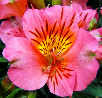 Alstroemeria ogrodowa Tierce różowa 1 szt.