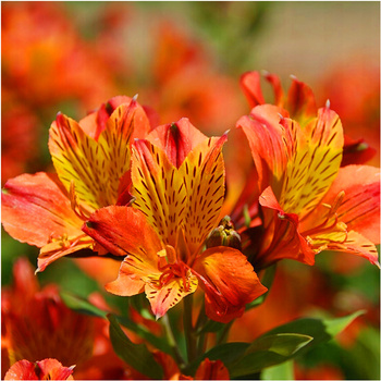 Alstroemeria ogrodowa Calisto łososiowa 1 szt.