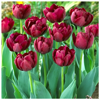 Tulipan Double Late Canyon burgundowy 10 szt.