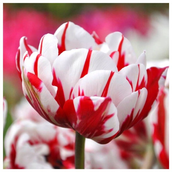 Tulipan Double Carnaval de Nice biało-czerwony 10 szt.