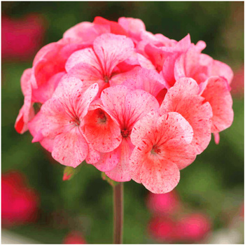 Pelargonia rabatowa Divas Raspberry Ripple 0,04 g