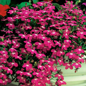 Lobelia zwisająca czerwona nasiona 0,1 g