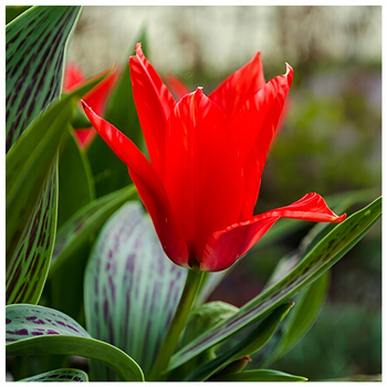 Tulipan Red Riding Hood czerwony 10 szt.