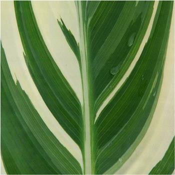 Canna Kanna Paciorecznik Stuttgart 3 szt.