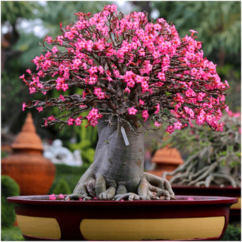 Róża pustyni Adenium obesum nasiona 5 szt.