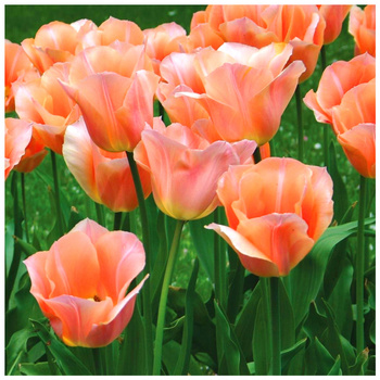 Tulipan Apricot Beuty morelowy 10 szt.