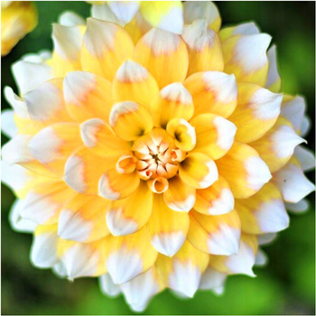 Dalia Dekoracyjna Seattle miodowa 3 szt.