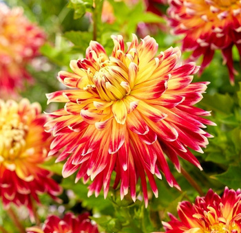 Dalia dekoracyjna Akita żółto-czerwona 3 szt.