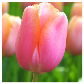 Tulipan różowy jasny 50 szt.