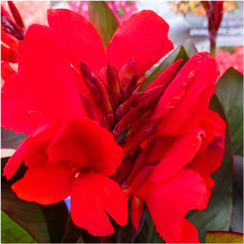 Canna Kanna Paciorecznik Czerwona 3 szt.