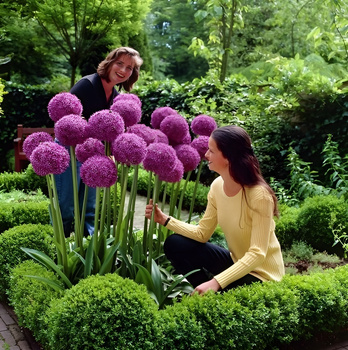 Czosnek Olbrzymi Allium Giganteum 1 szt.