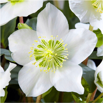 Ciemiernik biały Helleborus Niger 1 szt.