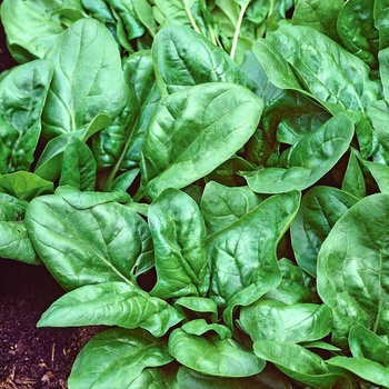 Szpinak Bio Winterreuzen nasiona 10 g