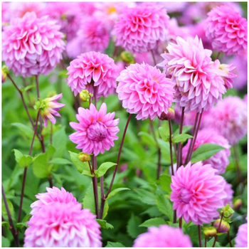 Dalia dekoracyjna różowa Lucky Number 1 szt.