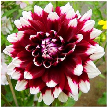 Dalia Dekoracyjna Duet biało-czerwona 1 szt.