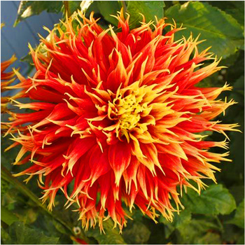 Dalia Show 'n Tell Dwukolorowa 3 szt.