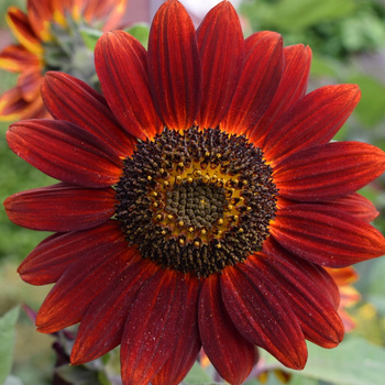 Słonecznik ozdobny Cherry Queen nasiona 2 g