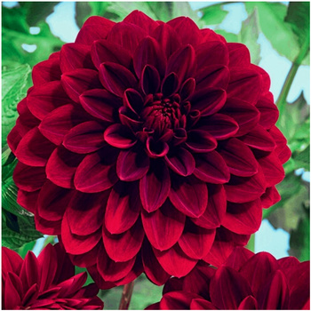 Dalia Arabian Night kolor wina 3 szt.