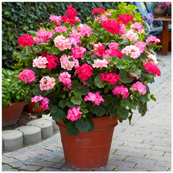 Pelargonia rabatowa mix kolorów 0,05 g