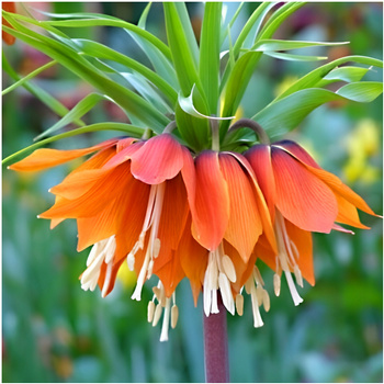 Fritillaria Szachownica Cesarska Aurora 1 szt.