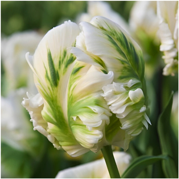 Tulipan papuzi White Rebel biało-zielony 10 szt.