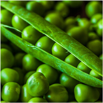 Groch cukrowy Ambrosia nasiona 50 g